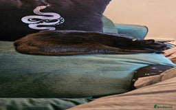 British Shorthair cats for sale: Rehoming needed for 18 month old boy. - Image 4