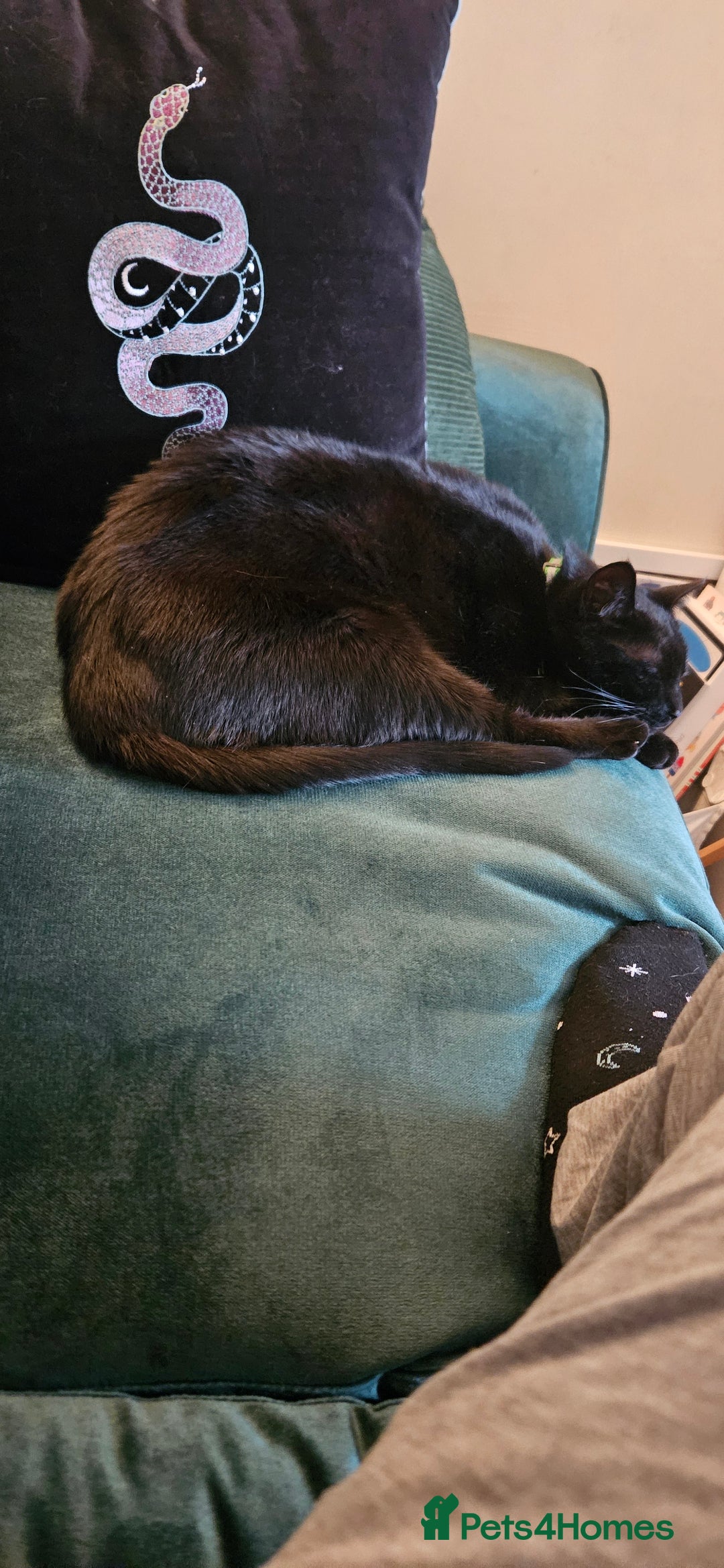 British Shorthair cats for sale: Rehoming needed for 18 month old boy. - Image 4