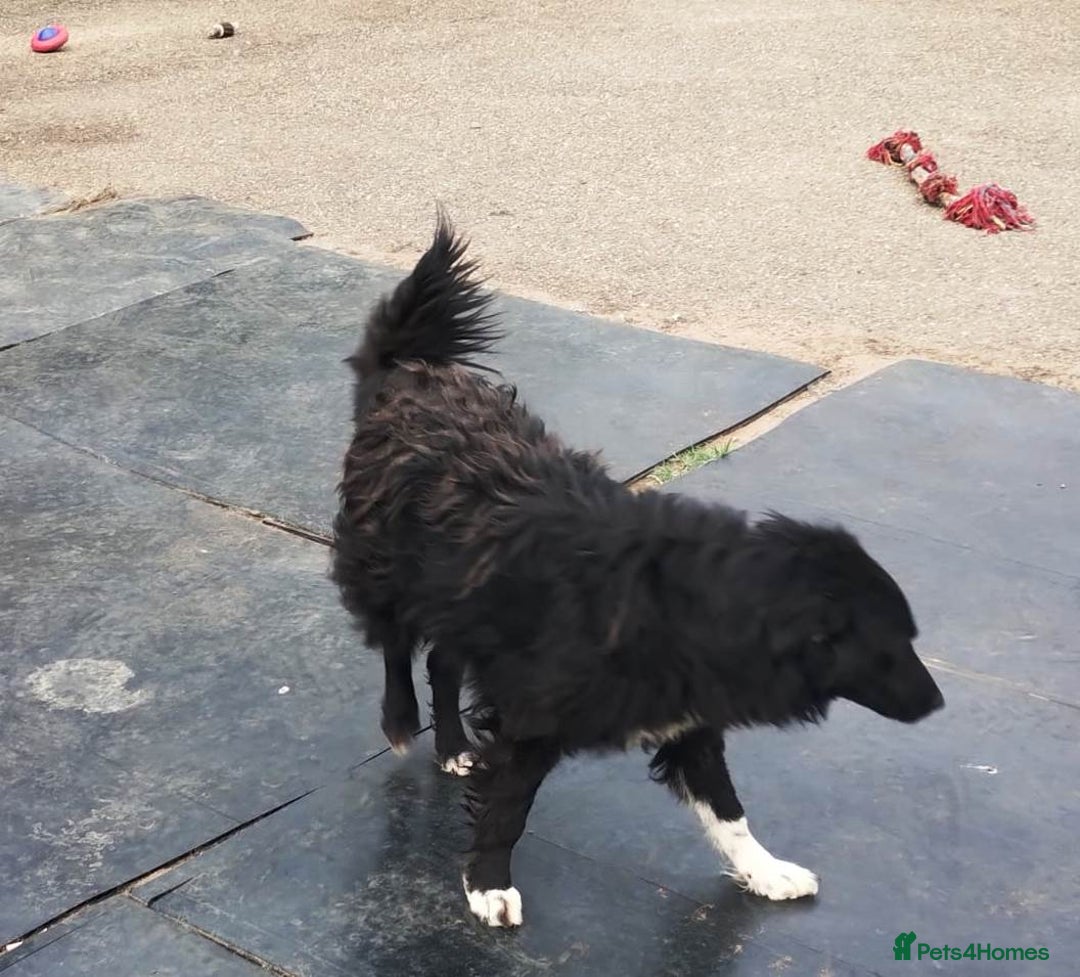 Mixed Breed dogs for adoption: Daisy, a Beautiful Soul - for a Loving Home in Nottingham - Image 18