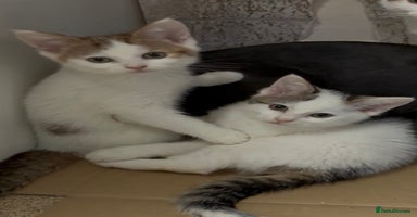 Maine Coon cats - Advert 10