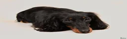 Miniature Dachshund dogs for sale: Champion Lines, Longhaired Miniature dachshunds - Advert 5