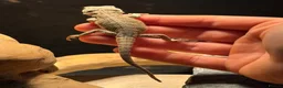 Bearded Dragon reptiles for sale: Trans Hypo Bearded Dragons - Advert 23