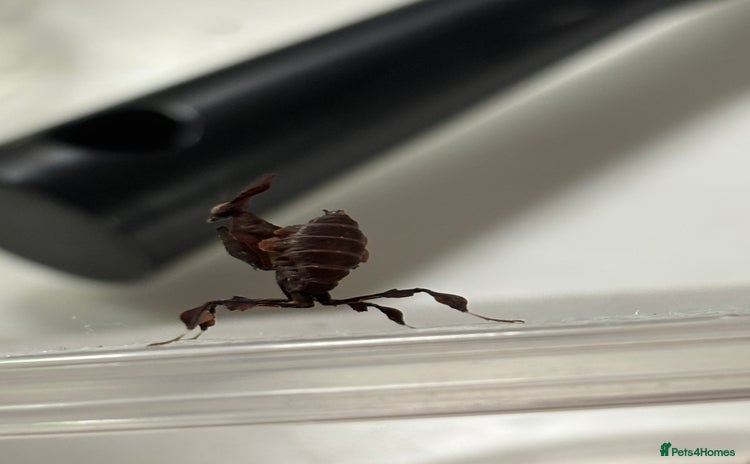Praying Mantis invertebrates - Advert 1