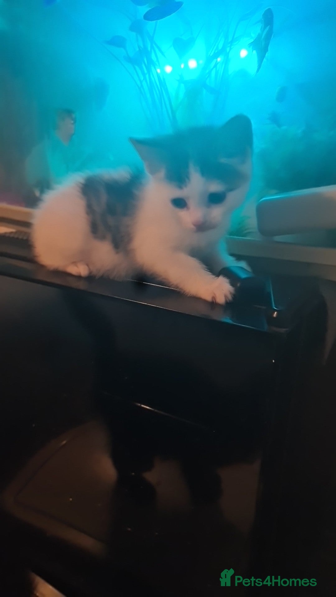 Mixed Breed cats Calico  - Advert 16