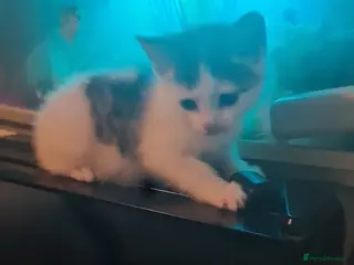 Mixed Breed cats Calico - Advert 16