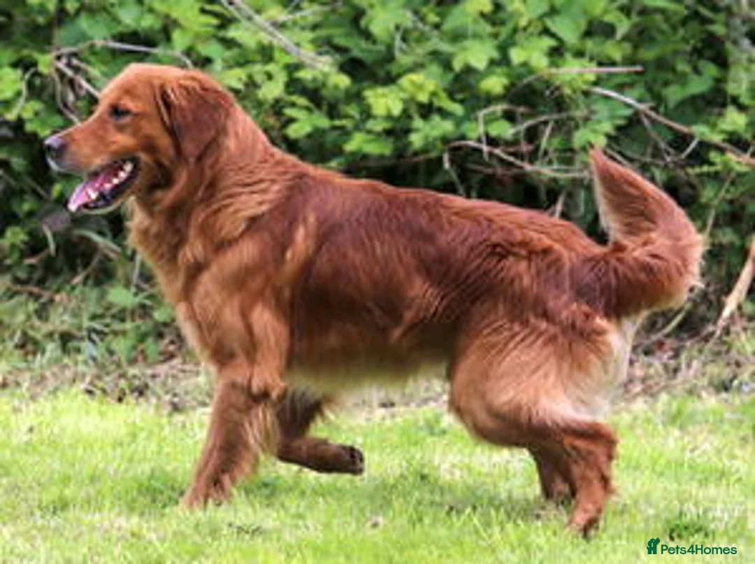Golden Retriever dogs for stud: BRINSWORTHY DENMAN OF JALK A DOG OF A LIFETIME! in Doncaster - Advert 4