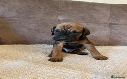 Cane Corso dogs for sale: Gorgeous cane corso - Image 5