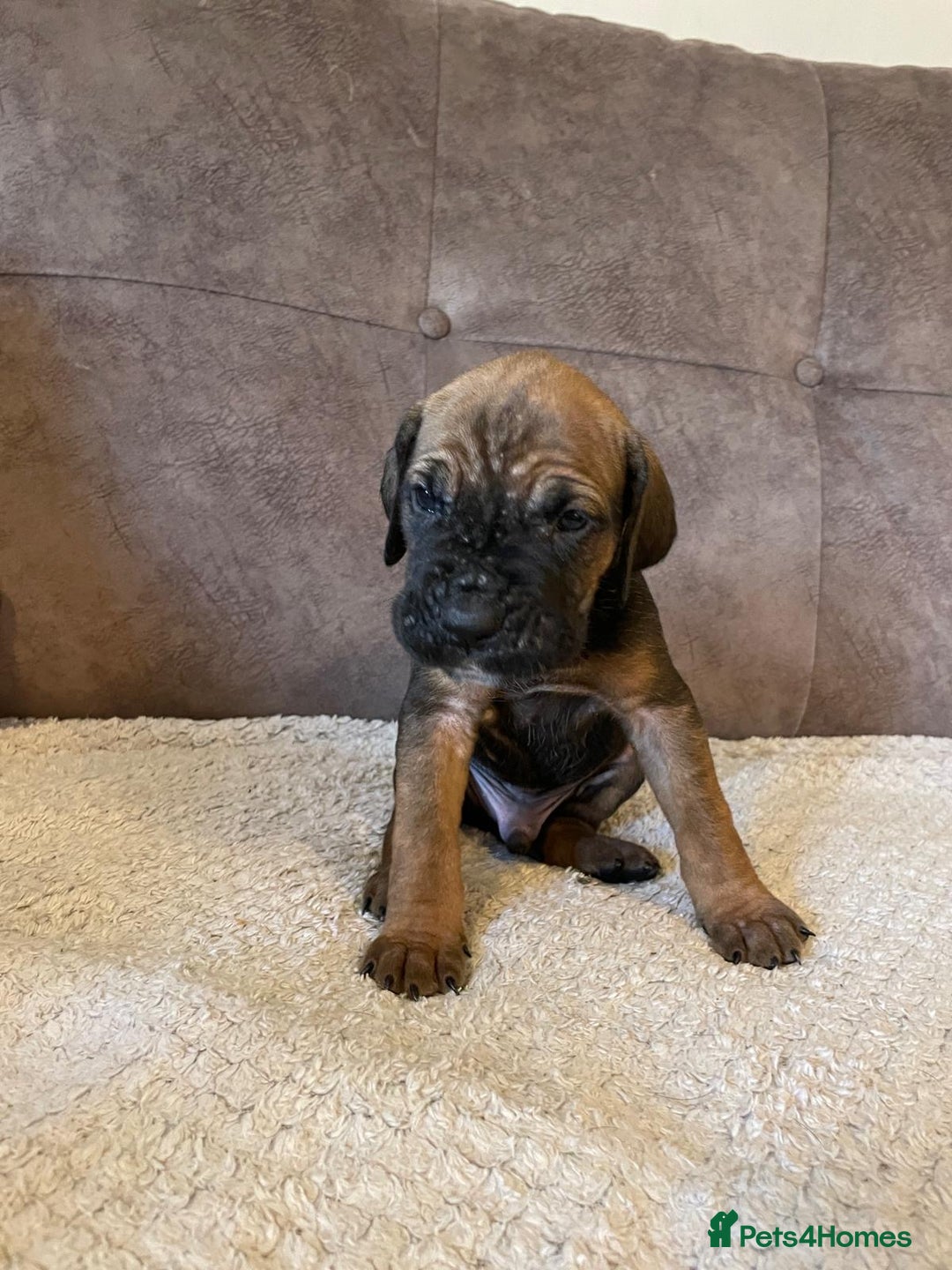 Cane Corso dogs for sale: Gorgeous cane corso - Image 5