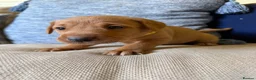 Labrador Retriever dogs for sale: Fox red/yellow Labrador puppies - Advert 7