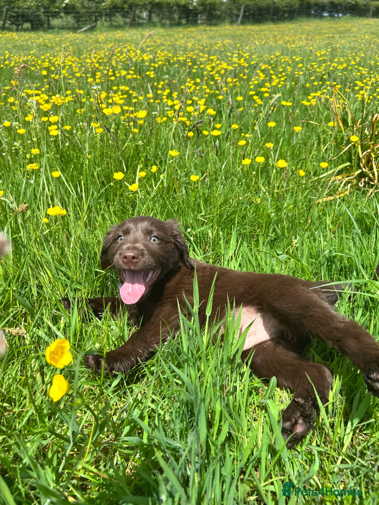 Mixed Breed dogs for sale: Spaniel x collie puppies  in Llandrindod Wells - Advert 2