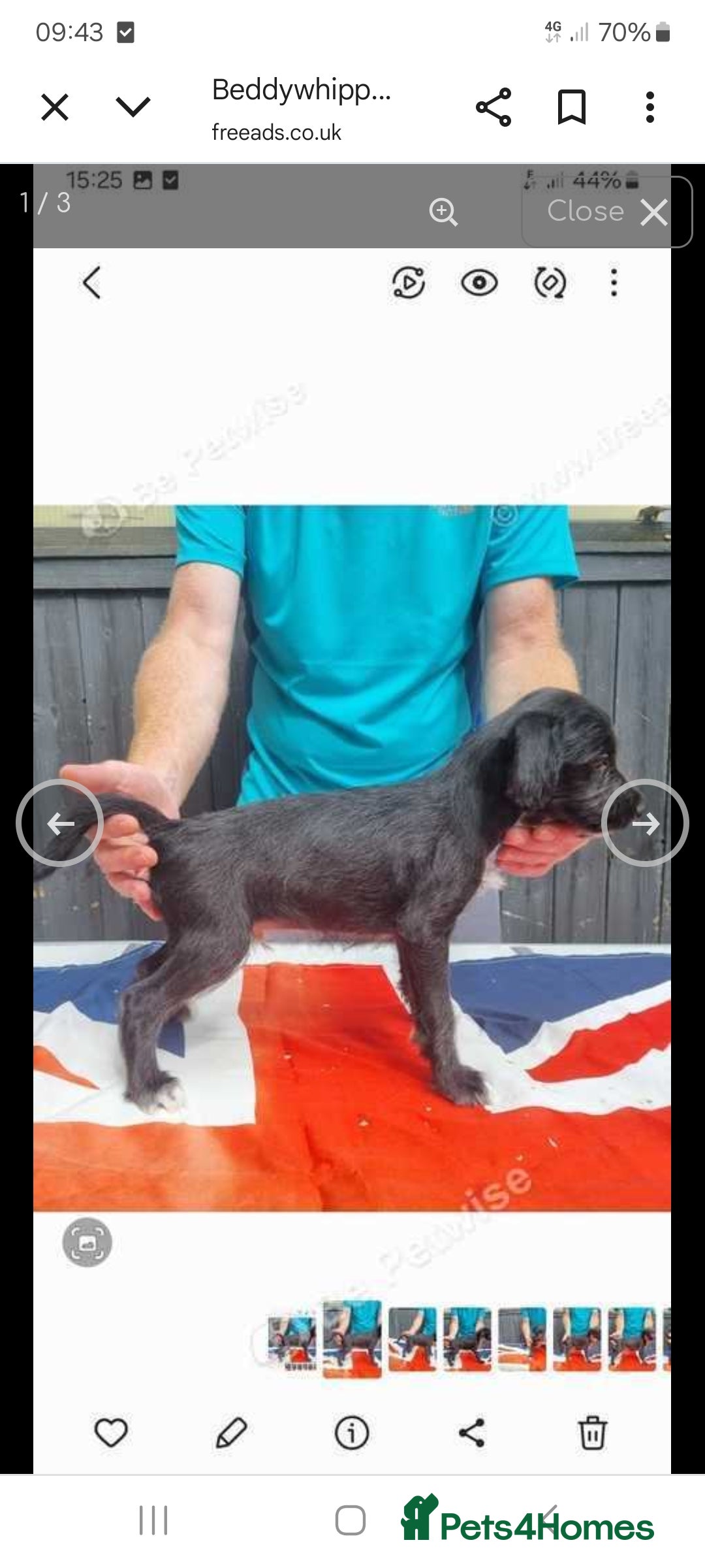 Mixed Breed dogs for sale: Bedlington x whippet pups  - Image 1