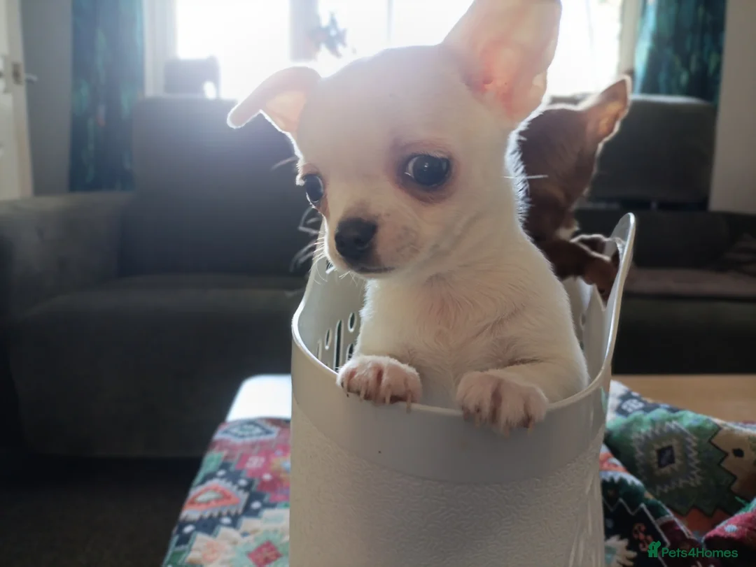 Chihuahua dogs for sale: please read description - Advert 7
