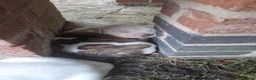 American Bulldog dogs for sale: These 3 babies are looking for there forever home - Advert 29