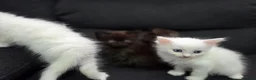 Mixed Breed cats for sale: Maine Coon x Ragdoll Kittens - Advert 24