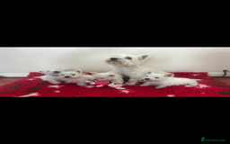 West Highland Terrier dogs for sale: 4 stunning west highland terrier puppies for sale - Image 2