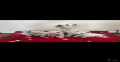 West Highland Terrier dogs - Advert 6