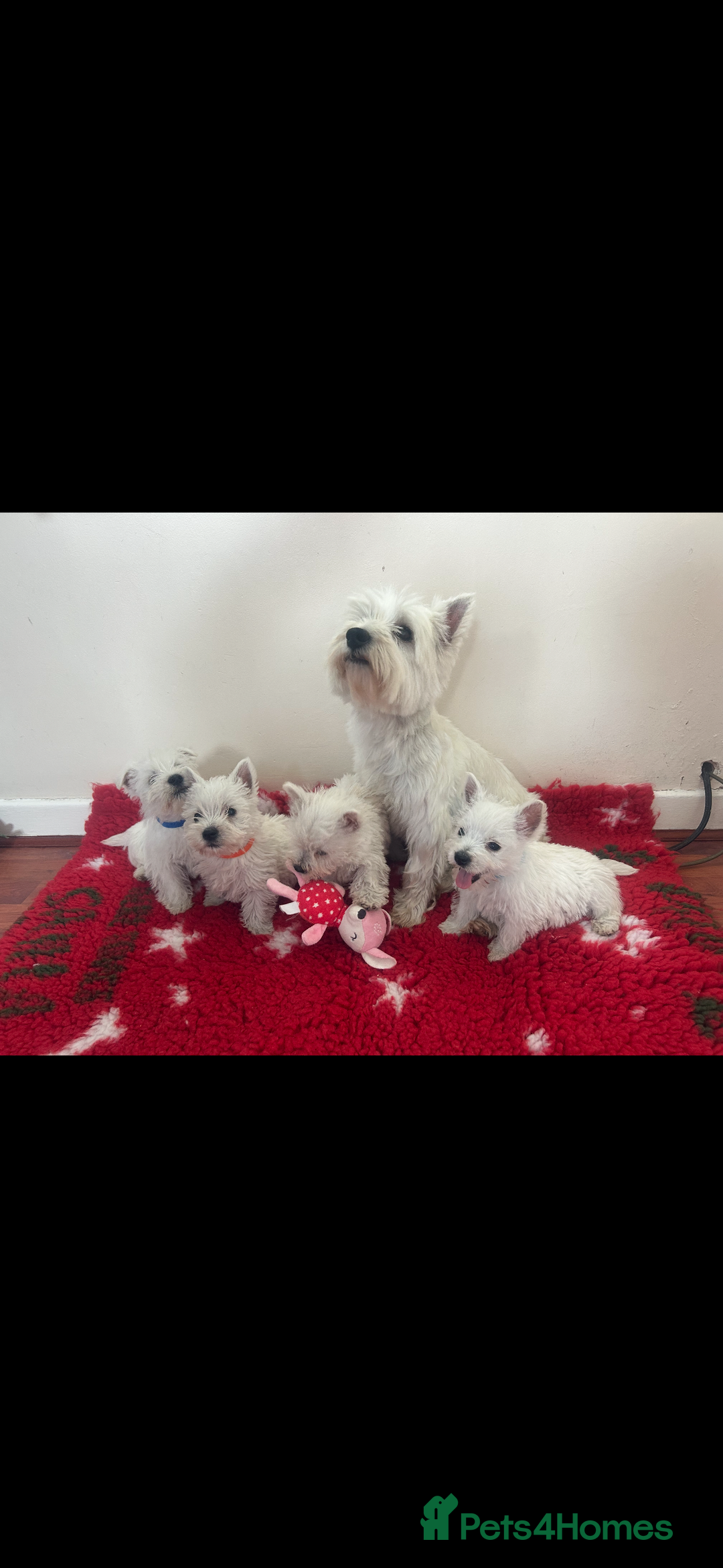 West Highland Terrier dogs for sale: 4 stunning west highland terrier puppies for sale - Image 2