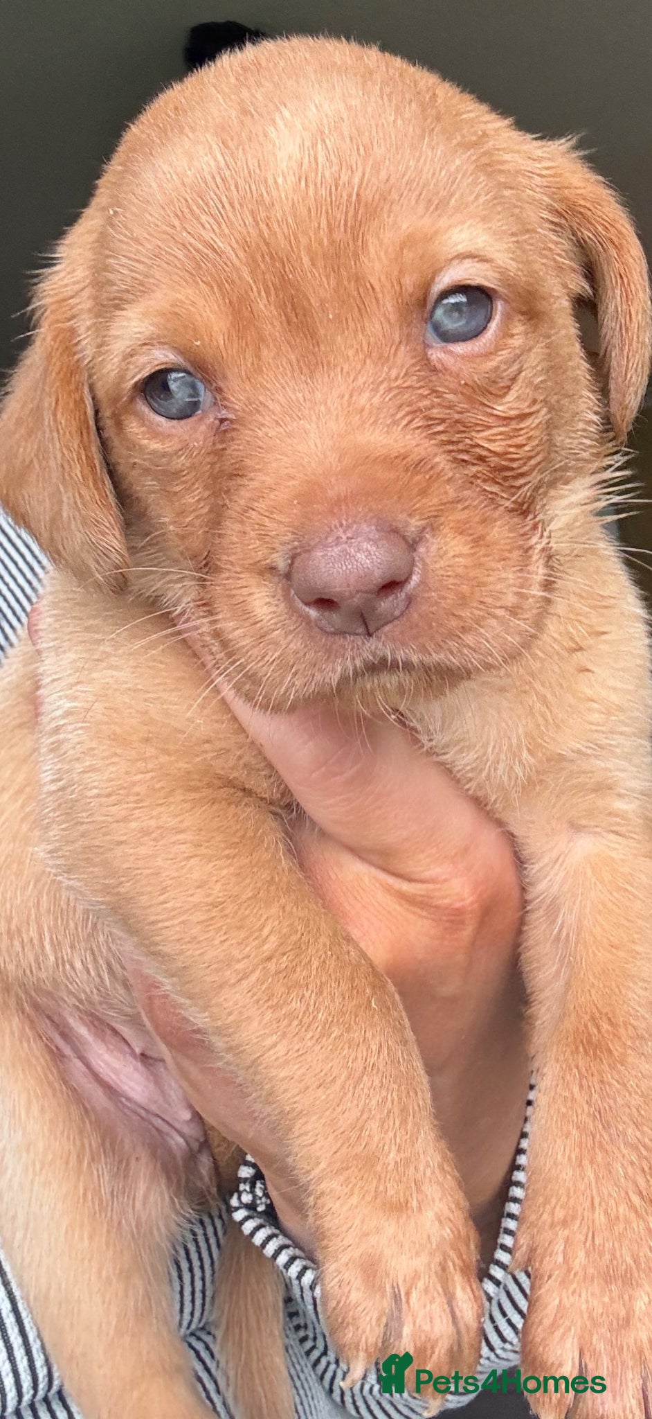 Labrador Retriever dogs Fox red and yellow/white Labrador pups - Advert 2