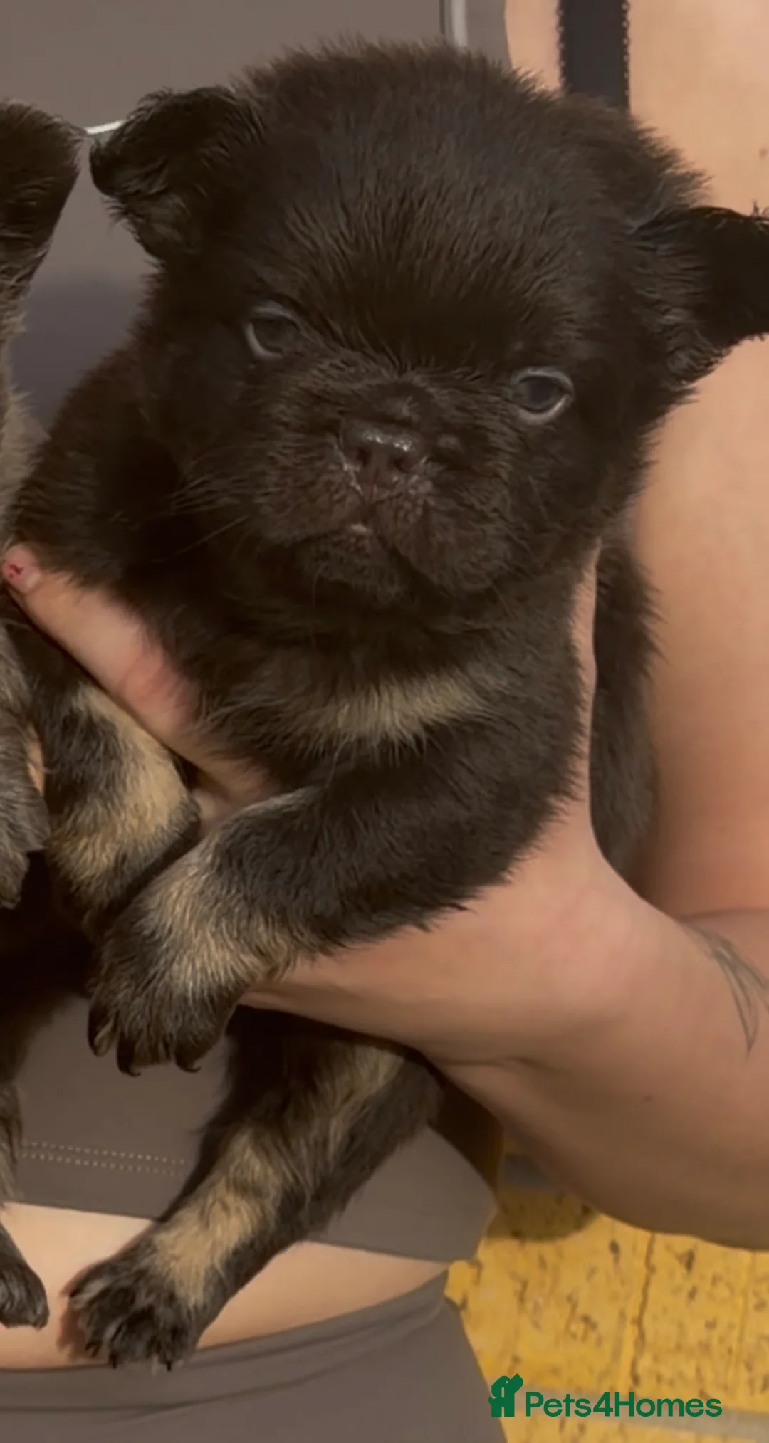 French Bulldog dogs for sale: Fluffy French Bulldog - Advert 8