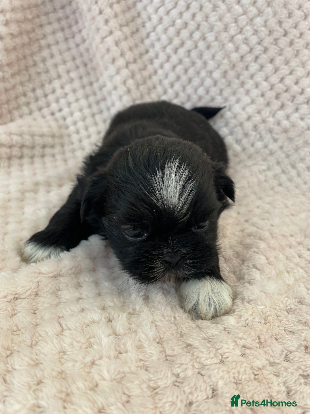 Mixed Breed dogs for sale: Lhasa apso cross shihtzu puppies. - Advert 10