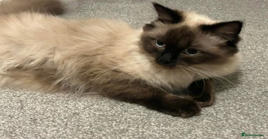 Ragdoll cats - Advert 9