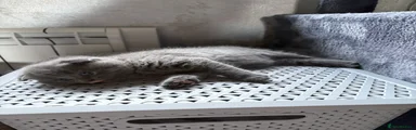 Scottish Fold Kitten 3
