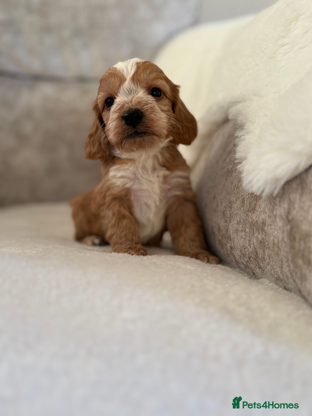 Cockapoo dogs for sale: F1 Cockapoo puppies - Advert 6
