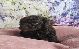 Cockapoo dogs for sale: sable & phantom & tri colour cockapoo puppies  - Image 13