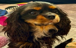 Cavalier King Charles Spaniel dogs for adoption: Button’s Story: From Despair to Love - Image 12