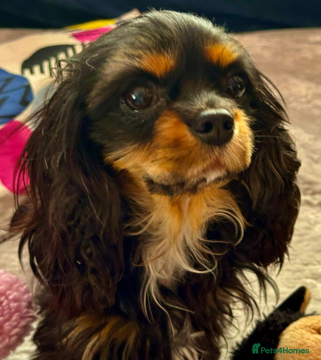 Cavalier King Charles Spaniel dogs for adoption: Button’s Story: From Despair to Love - Image 12