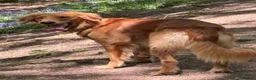 Golden Retriever dogs for stud: Beautiful Fox Red Retriever Stud in Cardiff - Advert 2