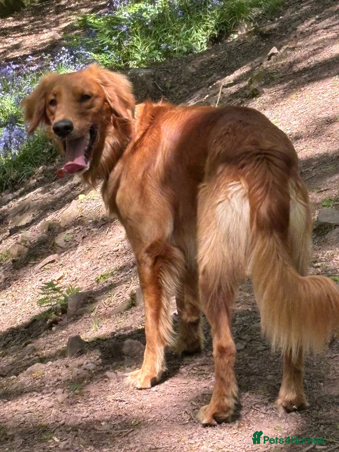 Golden Retriever dogs for stud: Beautiful Fox Red Retriever Stud in Cardiff - Advert 2
