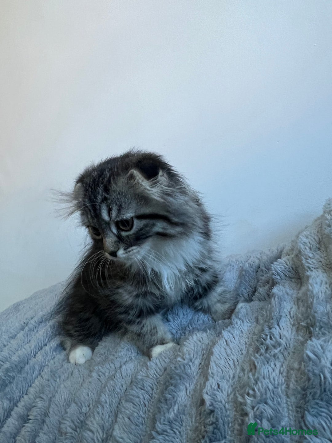 Scottish Fold cats for sale: Long hair Scottish fold kittens - Advert 12