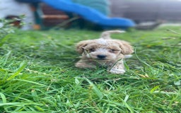 Miniature Poodle dogs for sale: Miniature poodle puppies  - Image 4