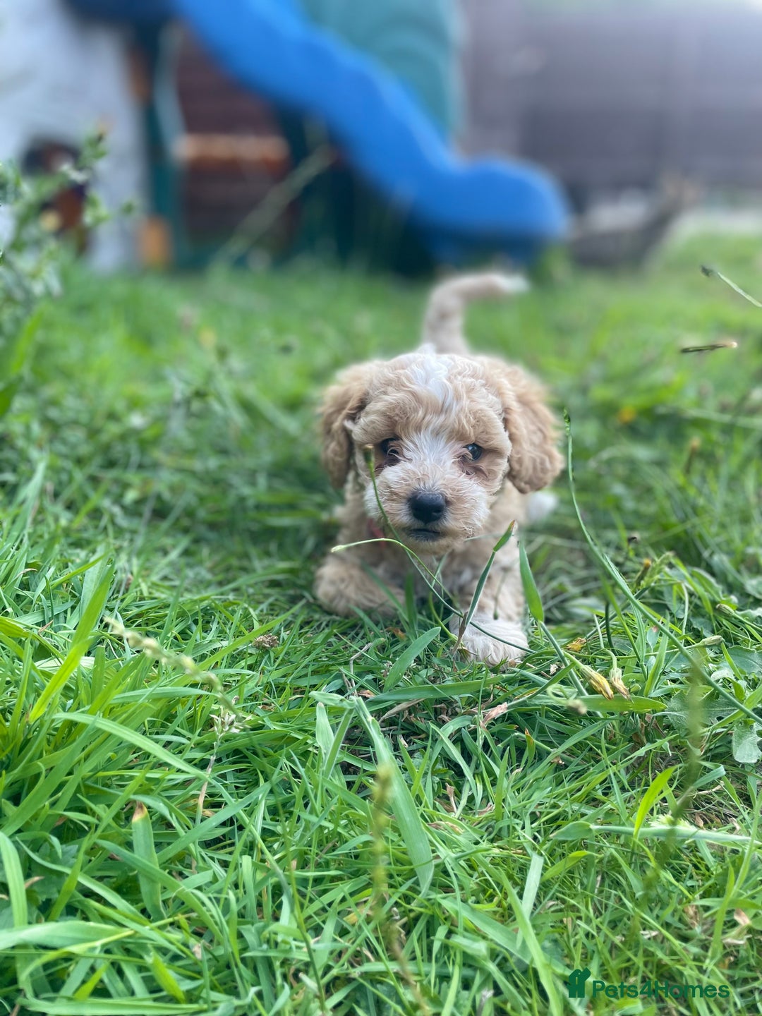 Miniature Poodle dogs for sale: Miniature poodle puppies  - Image 4