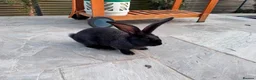 Continental Giant rabbits for sale: 8 Continental Giant Babies - Advert 16