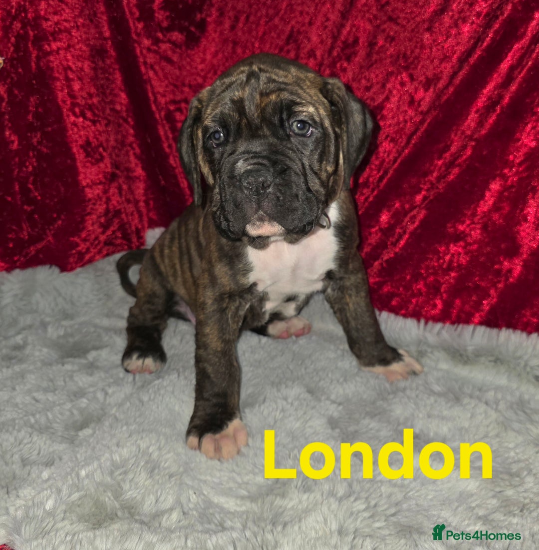 Boxer dogs for sale: Very unusual & Rare Boxer cross - Advert 4