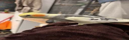 Cockatiels birds for sale: Beautiful 2 year old male cockatiel (Tikey) - Advert 3