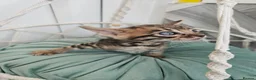 Bengal cats for sale: Stunning Bengal Kittens - Advert 15