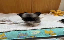 Chihuahua dogs for sale: Adorable semi long coat chihuahua puppies - Image 12