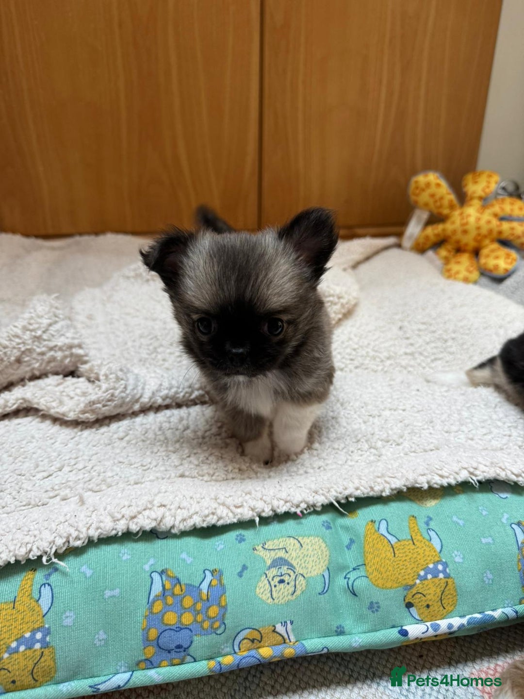 Chihuahua dogs for sale: Adorable semi long coat chihuahua puppies - Image 12