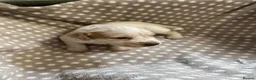 Cocker Spaniel dogs for sale: Working cocker spaniel puppies  - Advert 11