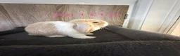 Mini Lop rabbits for sale: Pure Baby Mini Lops For Sale - Advert 5