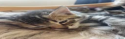 Mixed Breed cats for sale: Bengal and Russian Blue mixed kittens - Advert 7
