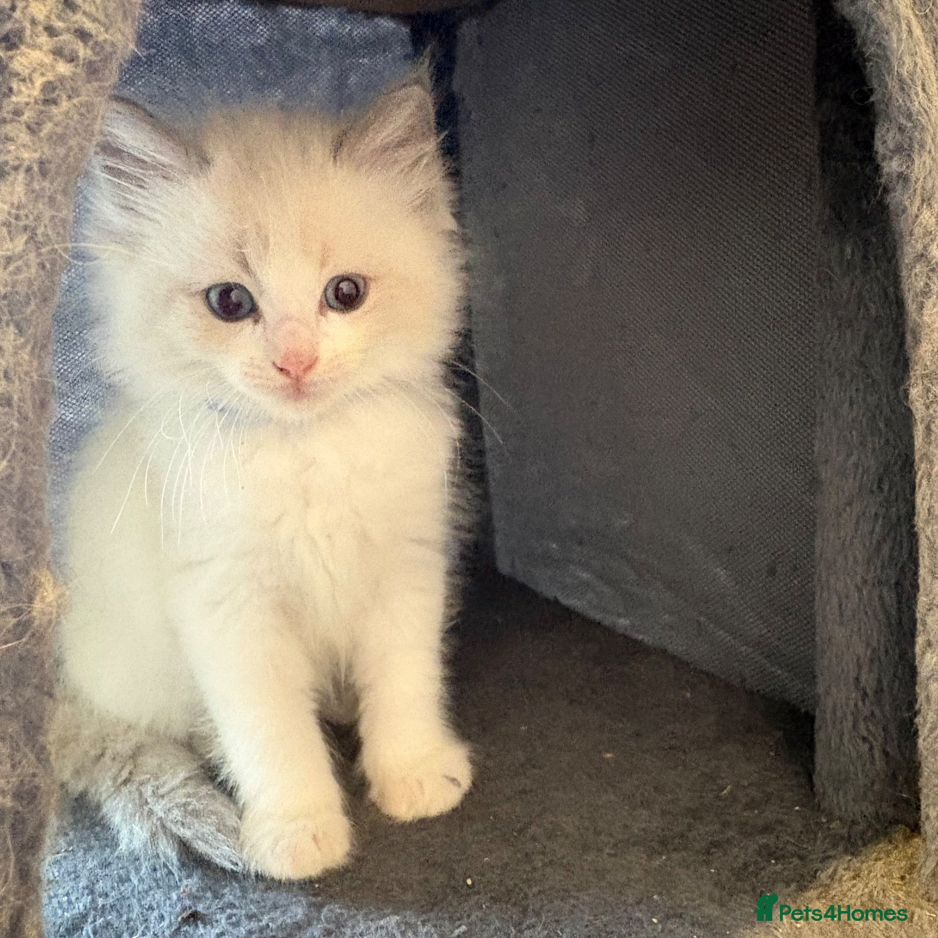 Ragdoll cats Beautiful 1 male and 1 female pure breed ragdoll - Advert 3
