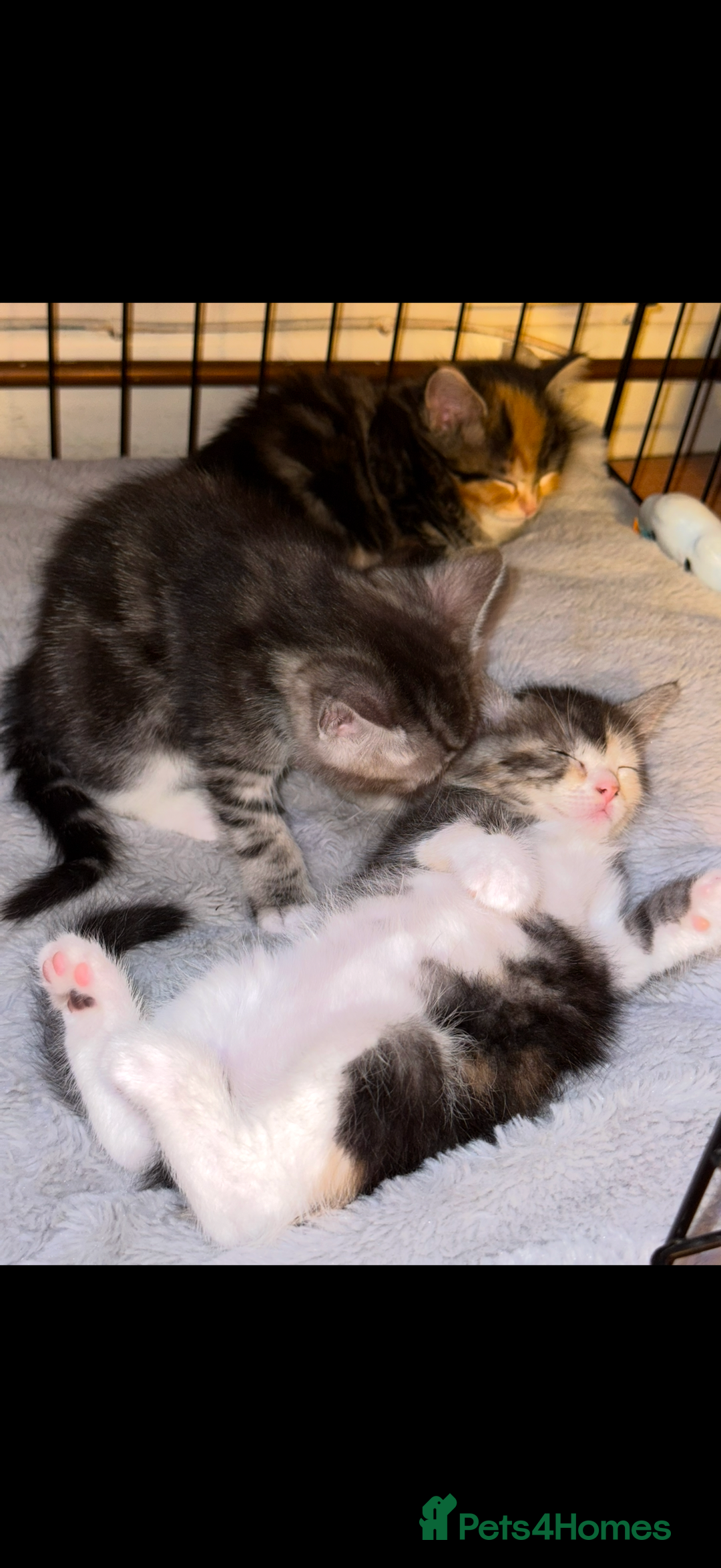 Mixed Breed cats for sale: 3 beautiful kittens available  - Advert 4