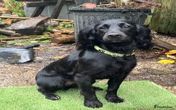 Cocker Spaniel dogs for sale: Working Cocker Pups  - Image 1