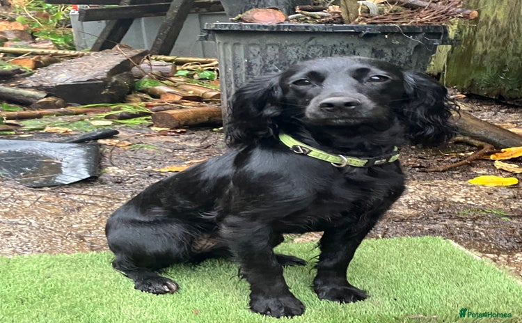 Cocker Spaniel dogs - Advert 3