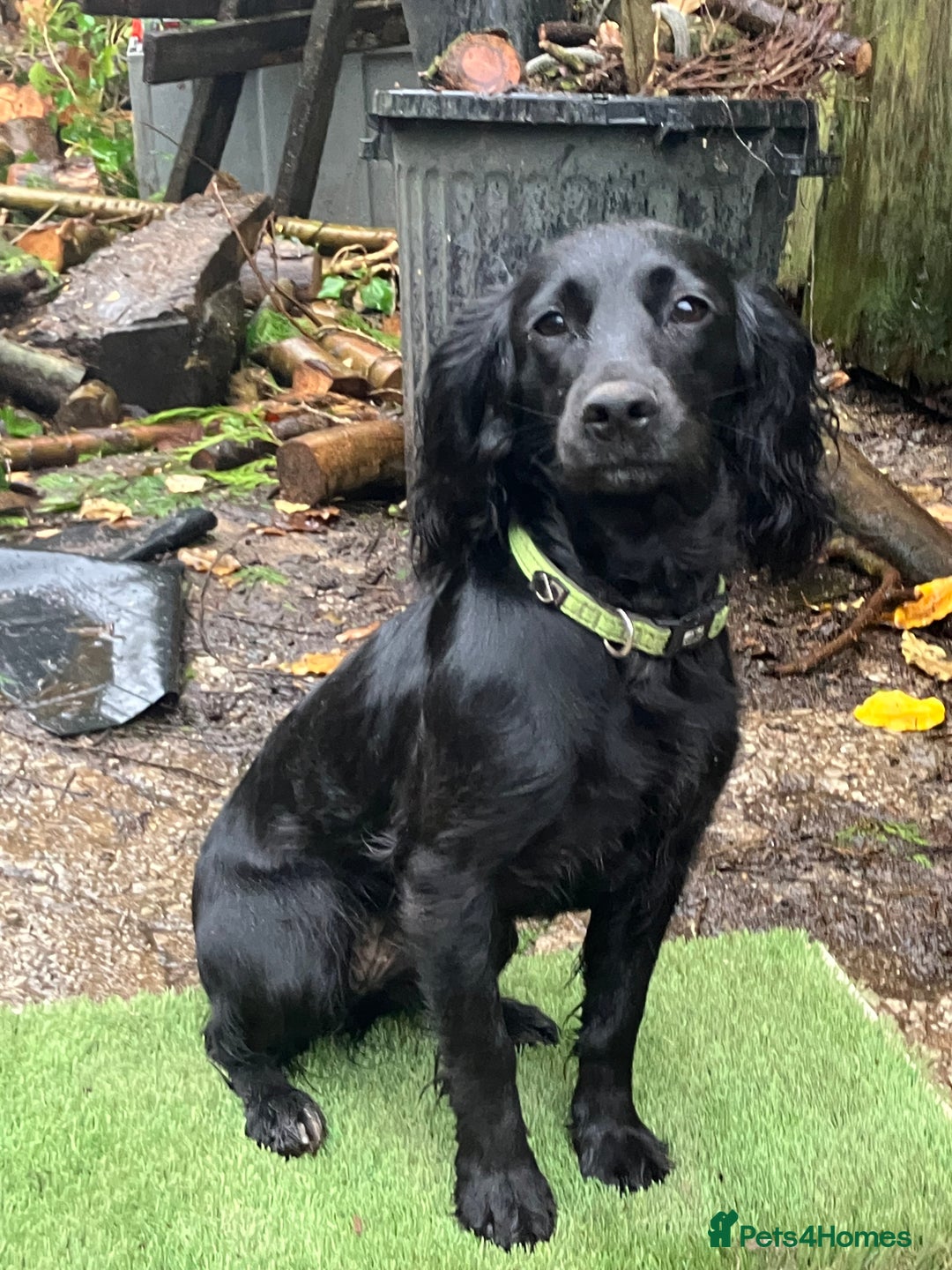 Cocker Spaniel dogs for sale: Working Cocker Pups  - Image 1