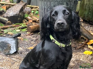 Cocker Spaniel dogs for sale - Advert 1